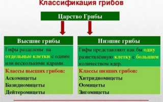 Почкование у грибов в лесу