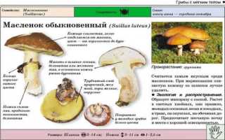 Гриб масленок на срезе синеет в лесу