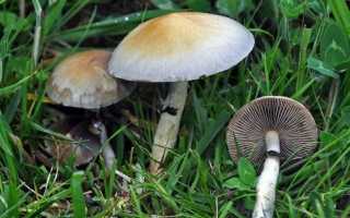 Все что нужно знать о Psilocybe cubensis: советы и рекомендации