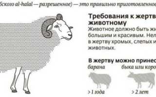 Чем халяльная колбаса отличается от обычной и как сделать её дома своими руками: рецепт