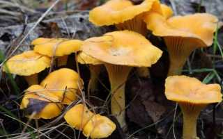 Семейство Лисичковые (Cantharellaceae) в природе