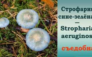 Грибы семейства строфариевых в лесу