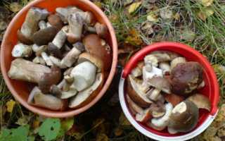 Как правильно мариновать грибы