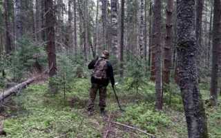 Удивительное о белых грибах в октябре в лесу