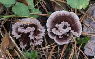 Гриб Thelephora terrestris в лесу
