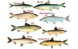 Как коптить муксуна горячим и холодным способами – секреты успешного приготовления