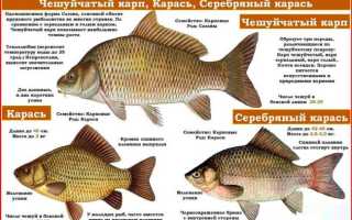 Как вкусно приготовить карасей на гриле дома