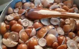 Невероятно вкусный маринованный масленок для пикника