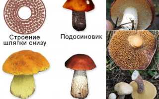 Как правильно сушить любые виды грибов дома без ошибок