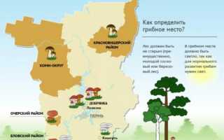 Грибы Пермского края: виды