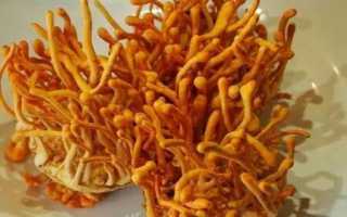 Cordyceps militaris — гриб, способный справится с тяжелой болезнью и еще