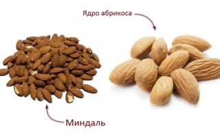 Как отличить миндаль от абрикосовых косточек и почему важно уметь это делать?