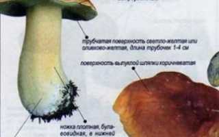 Виды белых грибов выявлены