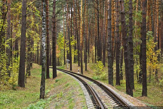 14 самых известных грибных мест Новосибирска и области