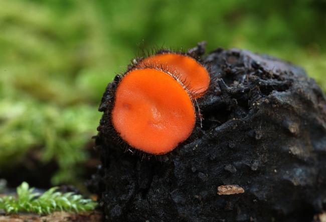 Щитовидная железа (Scutellinia scutellata, Scutellinia scutellata): как выглядит, где и как растет, съедобна или нет