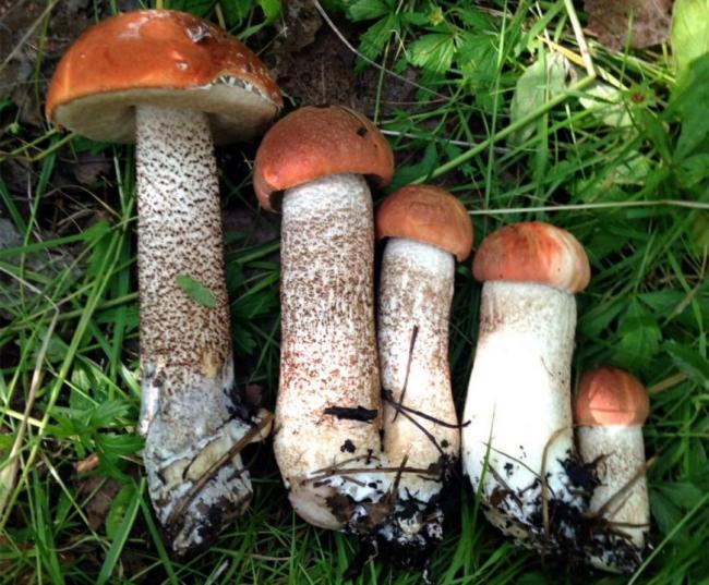 Ложный подберезовик: фото и описание гриба, как отличить его от съедобного подберезовика