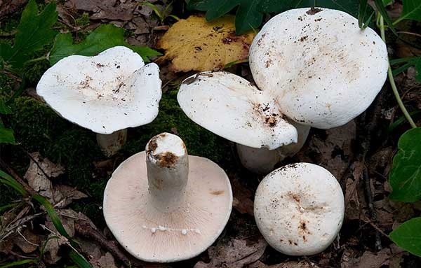 Утка (Lactarius glaucescens): как ее готовить, как она выглядит, где и как растет и съедобна ли она