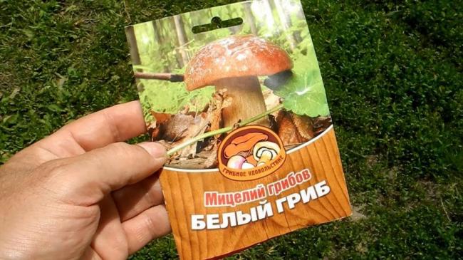 Выращивание белых грибов на приусадебном участке