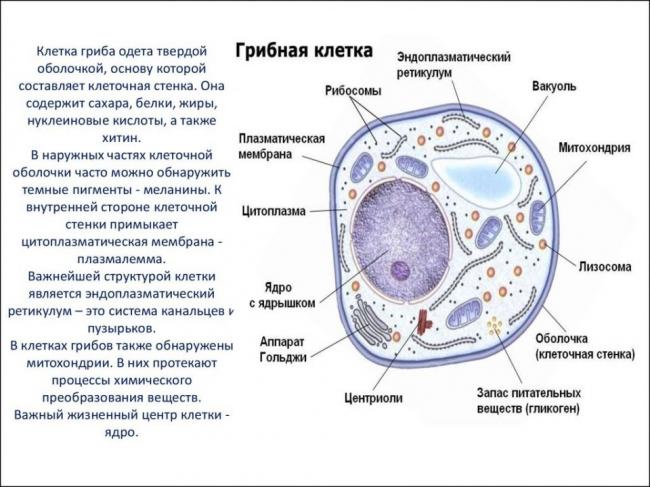 Строение грибковой клетки. Групповые функции.