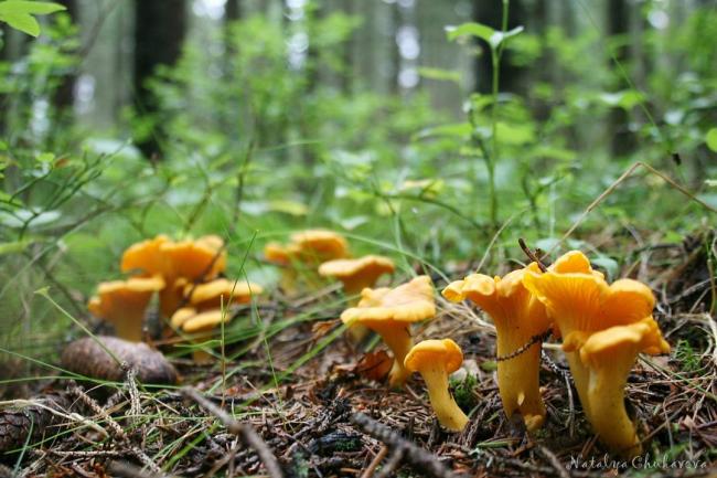 Лисичка обыкновенная, Cantharellus cibarius | Заглянуть внутрь