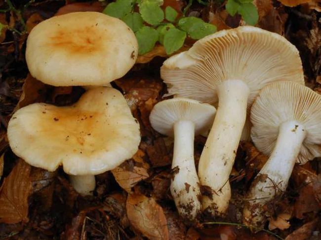 Сыроежка пищевая (Russula vesca): фото, описание и как приготовить гриб