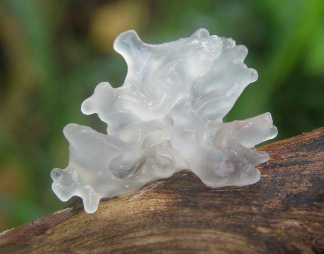 Tremella fuciformis - Википедия
