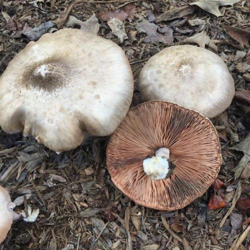 Благородный Pluteus petasatus