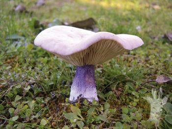 2041 фото