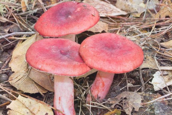 Сыроежка розовая Russula Rosea - Собирать грибы