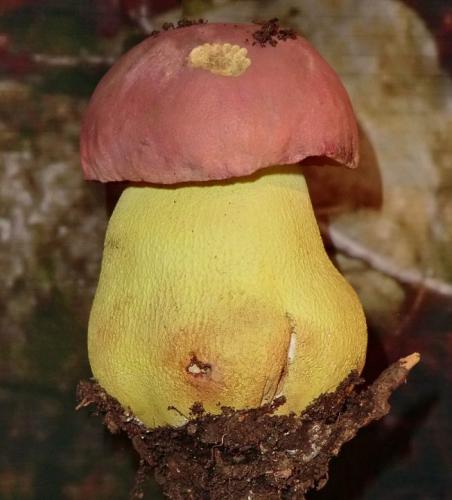 Боровик королевский (Butyriboletus regius)