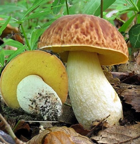 Подберезовик голый - Hemileccinum depilatum
