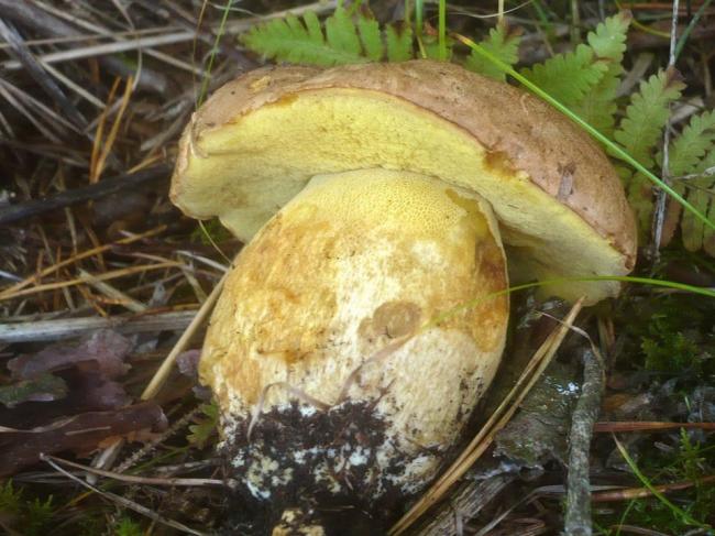 Подберезовик придаточный, Подберезовик горный - Butyriboletus subappendiculatus