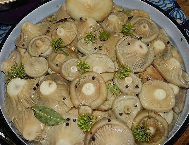 Как солить грузди в домашних условиях вкусно и быстро