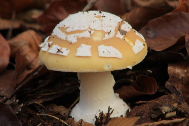 Фото - Amanita gemmata - Observation.org