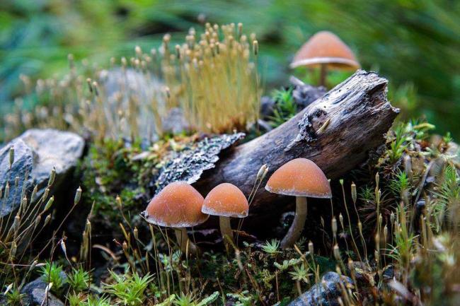 Psathyrella candolleana