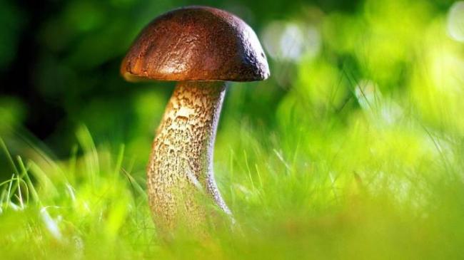Выращивание грибов в домашних условиях