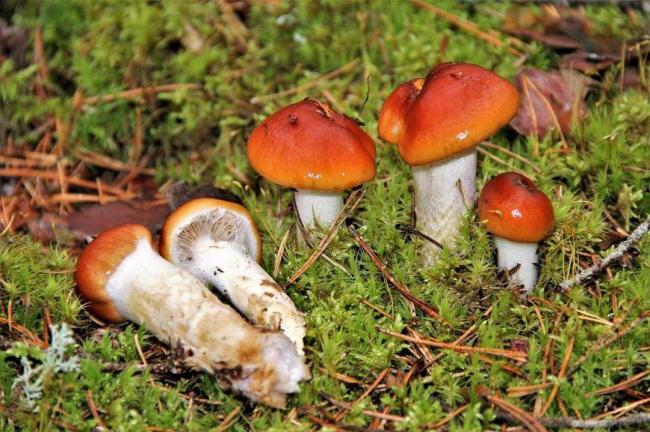 Mucifluus spp.