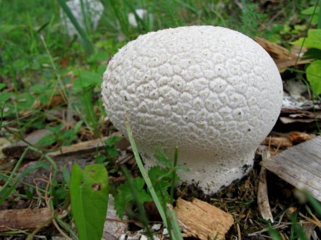 Calvatia utriformis (Pers.) Jaap, лекарственный, съедобный гриб. Описание, действие, применение, вещества, полезные свойства и противопоказания. Лекарственный гриб. Плодовое тело гриба. 5 фотографий|Herbana.