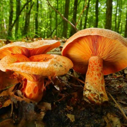 Морковь обыкновенная - описание, где растет, похожие виды, фото в лесу