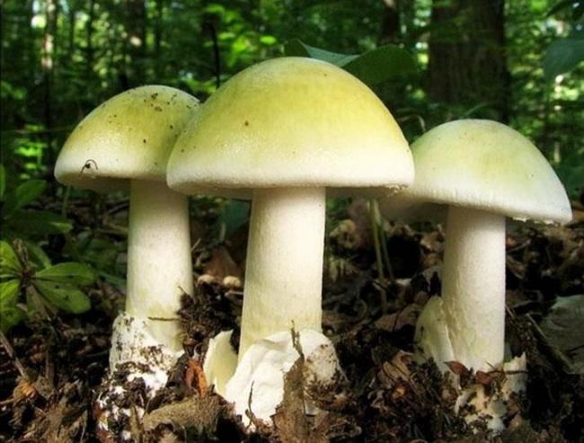 Обабок дальневосточный: описание вида и где растет, фото