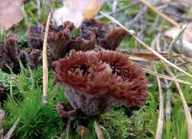 Цветы Tribulus terrestris