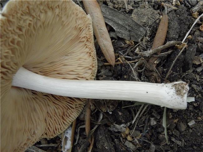 Благородный Pluteus petasatus