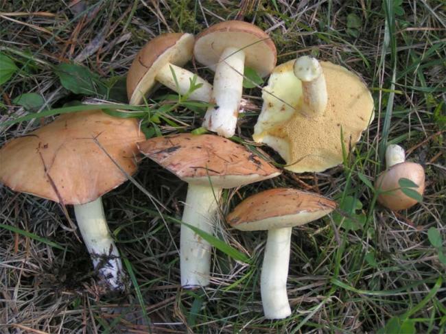 14 самых известных грибных мест Новосибирска и области