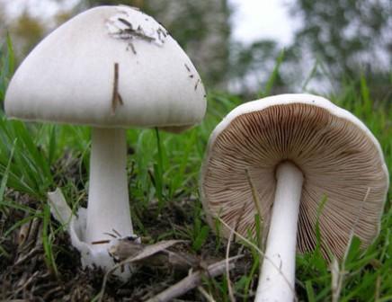 Панты оленя (Pluteus cervinus): фото, описание, приготовление и запах