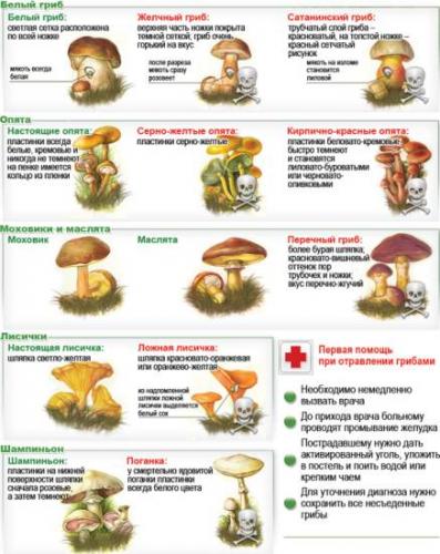 Двойные грибы, отличительные признаки