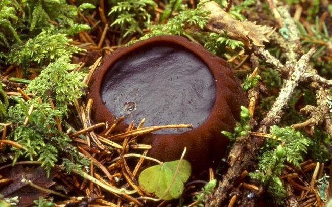 Файл:1992-04-26 Sarcosoma globosum 31212.jpg — Википедия