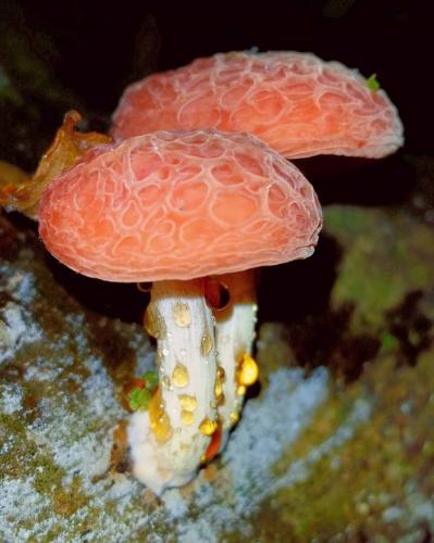 Категория:Rhodotus palmatus — Викисклад