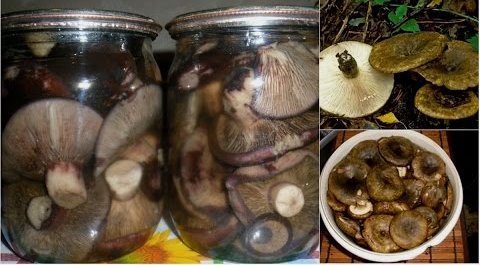 Как очень вкусно замариновать чернушки на зиму