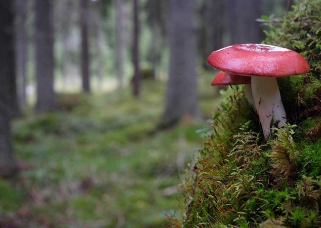 Russula paludosa