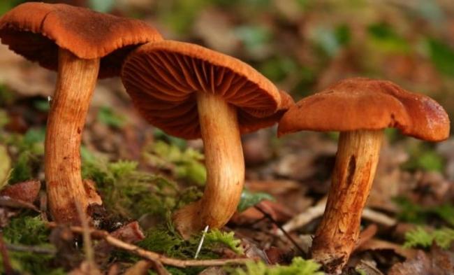 Паутинник плюшевый (Cortinarius orellanus), оранжево-красный или горный: фото и описание гриба